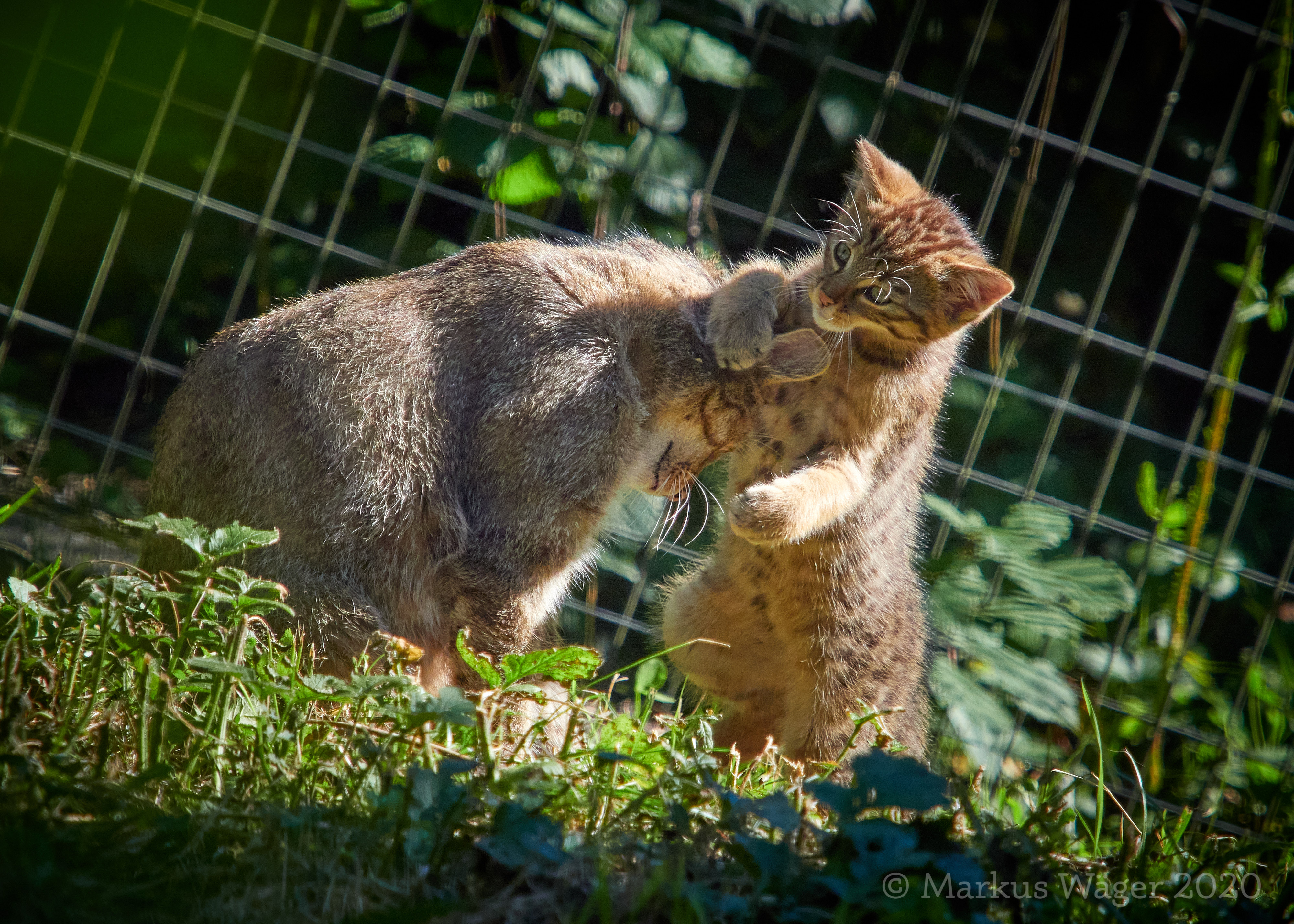 Wildkatzen-Mama mit Kitten mit M.Zuiko 40-150mm